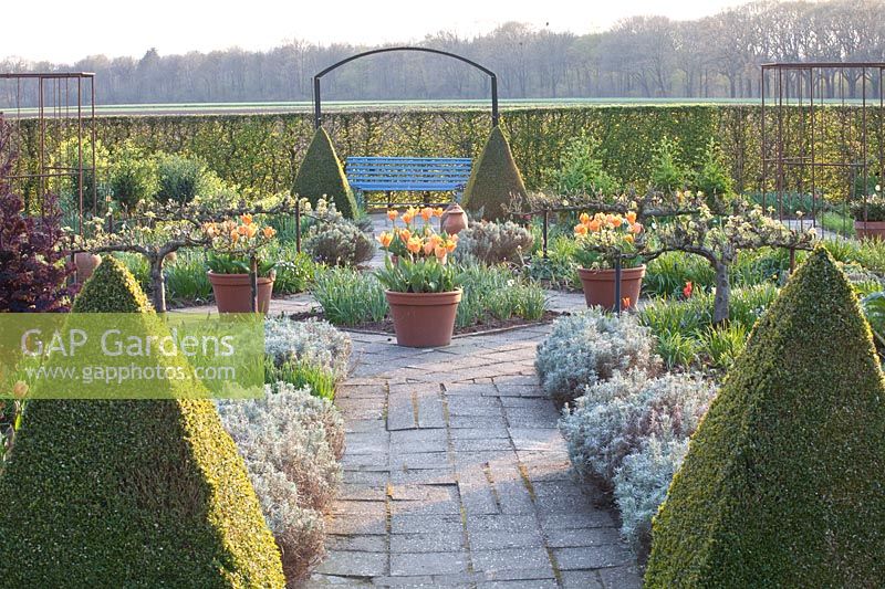 Vegetable garden in spring with tulips in pots, Tulipa fosteriana Orange Emperor 