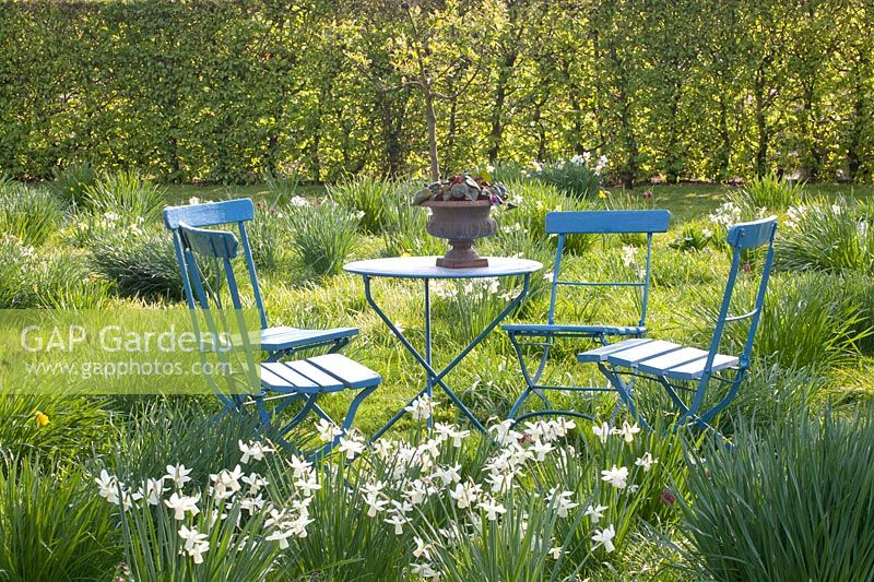 Seating in a daffodil meadow, Narcissus triandrus Thalia 