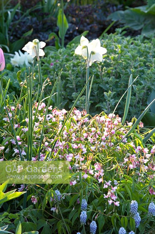 Bulb flowers and spring vetch 