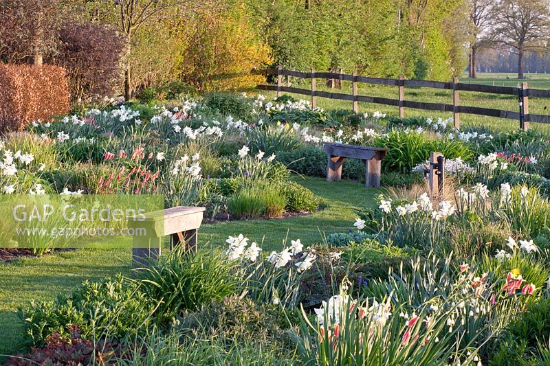 Daffodils in the perennial bed 