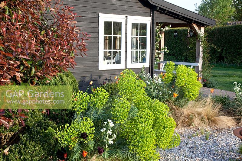 Gravel garden with spurge, Euphorbia characias 