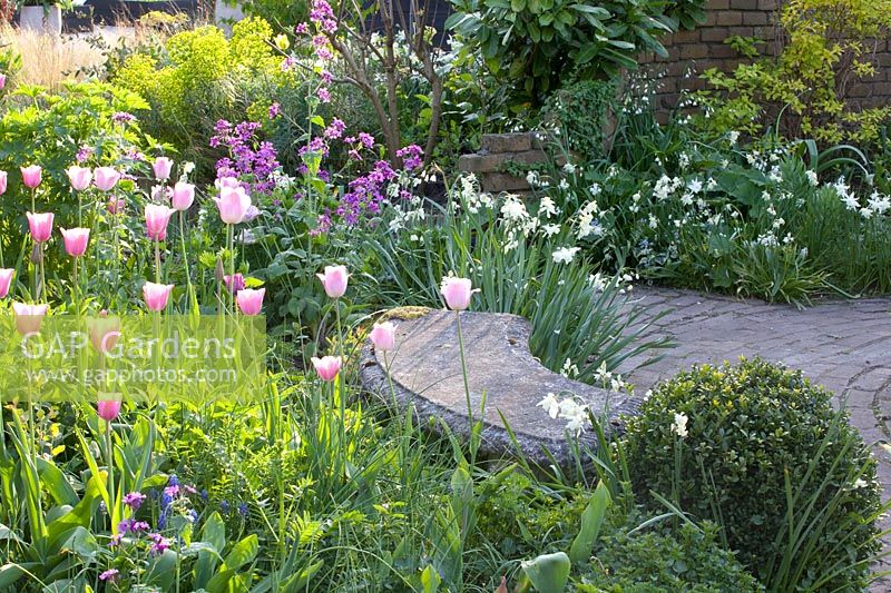 Stone bench with tulips, Tulipa Mistress 