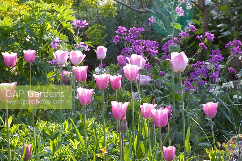 Tulips and Judas silver, Tulipa Mistress, Lunaria annua 