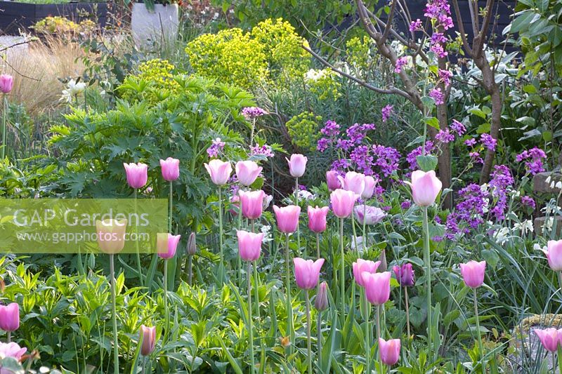 Tulips and Judas silver, Tulipa Mistress, Lunaria annua 