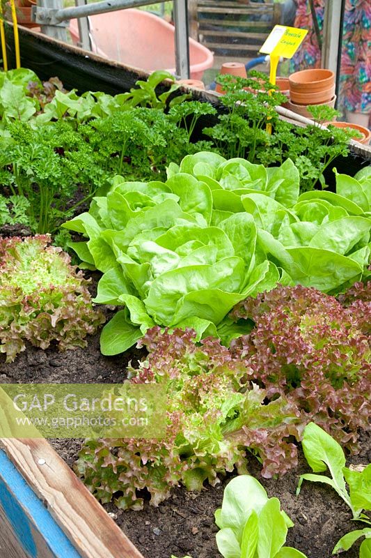 Lettuces in the greenhouse, Lactuca sativa 