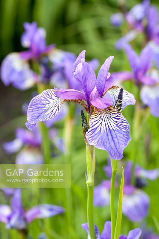 Siberian Iris, Iris sibirica Shakers Prayer 