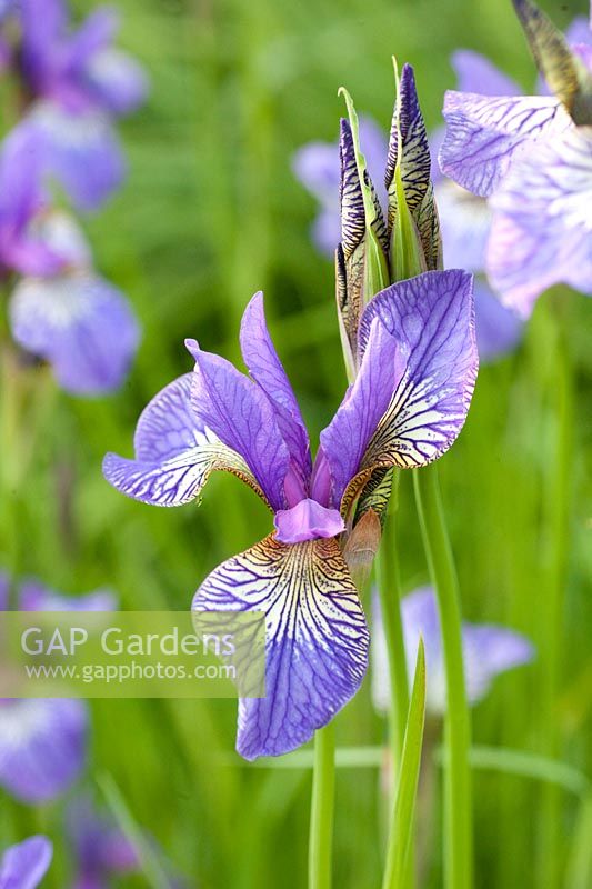 Siberian Iris, Iris sibirica Shakers Prayer 