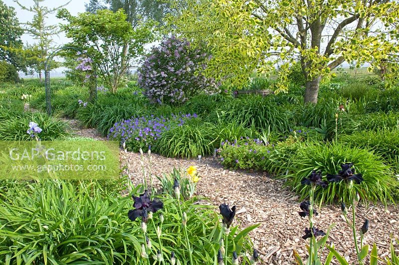 Natural Garden, Syringa meyeri Palibin, Geranium Rozanne 