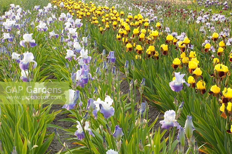 Field with irises, Iris barbata Rajah Brook, Iris barbata Arpege 