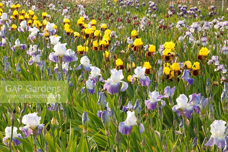 Field with irises, Iris barbata Rajah Brook, Iris barbata Arpege 