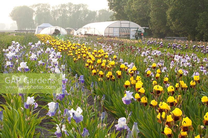 Field with irises, Iris barbata Rajah Brook, Iris barbata Arpege 
