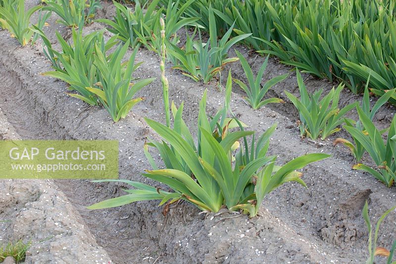 Cultivation of irises, Iris barbata 
