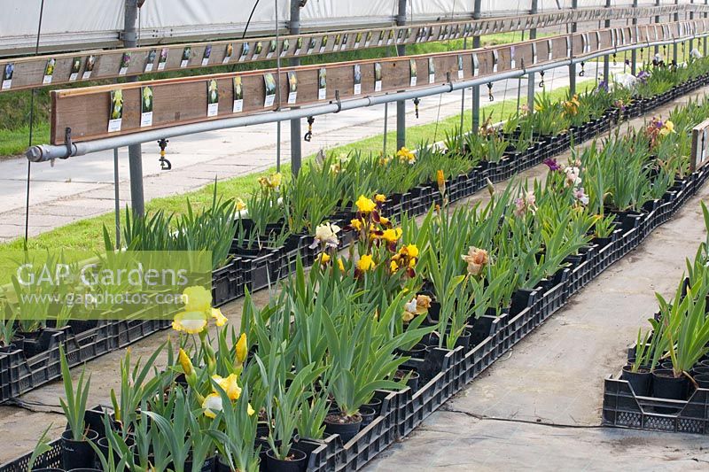 Sale of irises, Iris barbata 