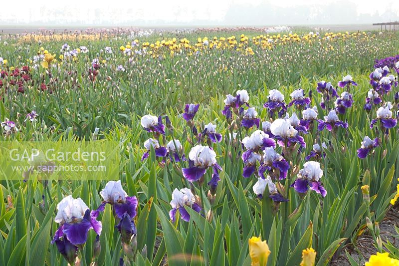 Field with irises, Iris barbata Arpege 
