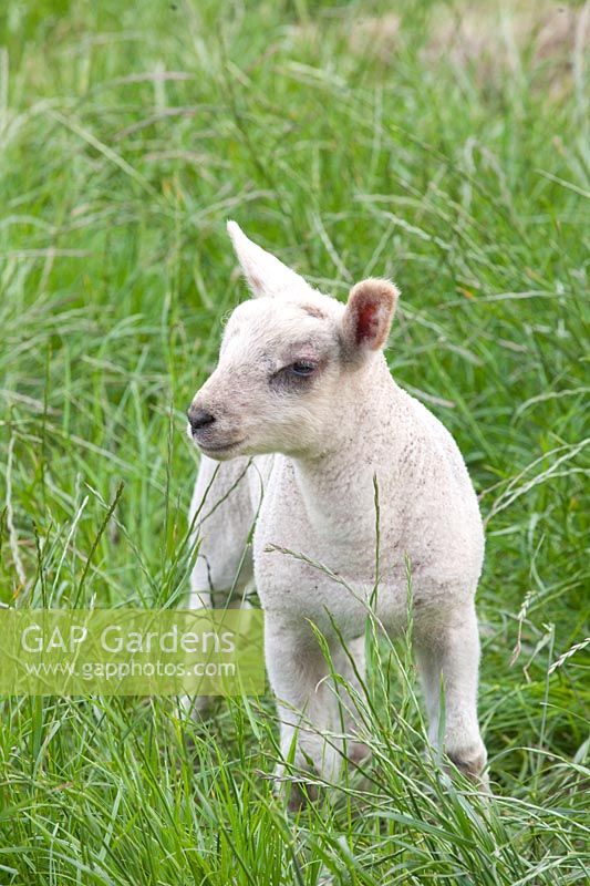 Lamb in May 