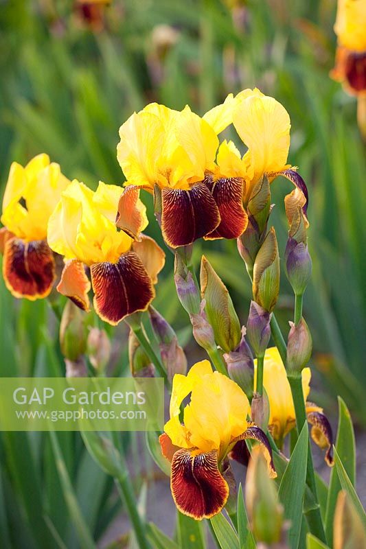 Bearded Iris, Iris barbata Rajah Brook 