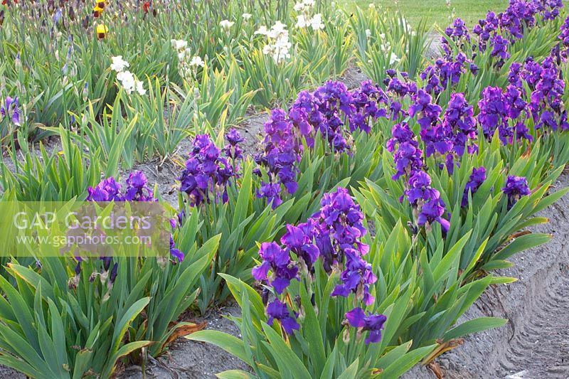 Iris, Iris intermedia Anninkins 