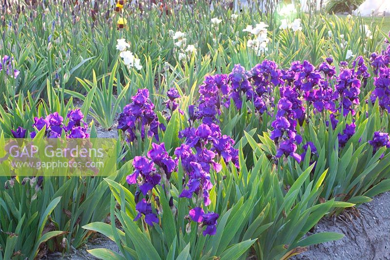 Iris, Iris intermedia Anninkins 
