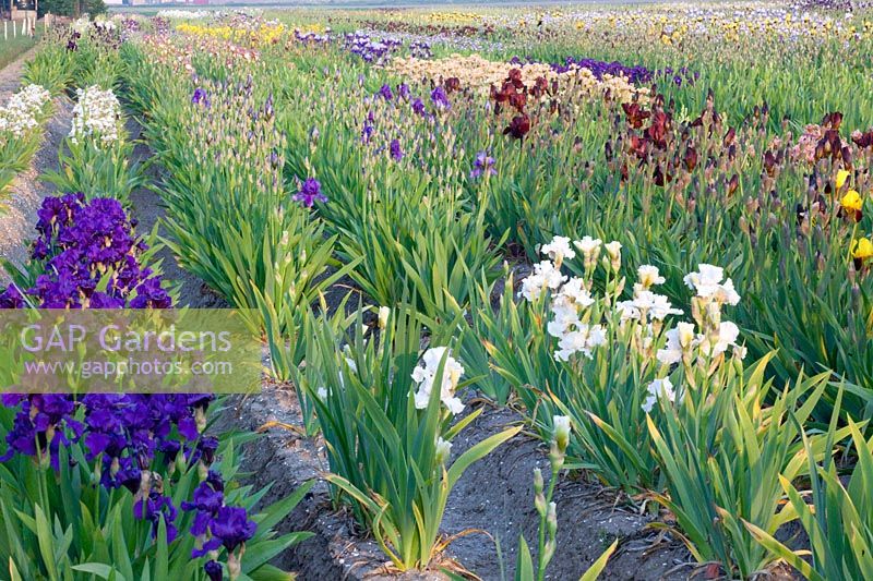 Field with irises, Iris barbata 