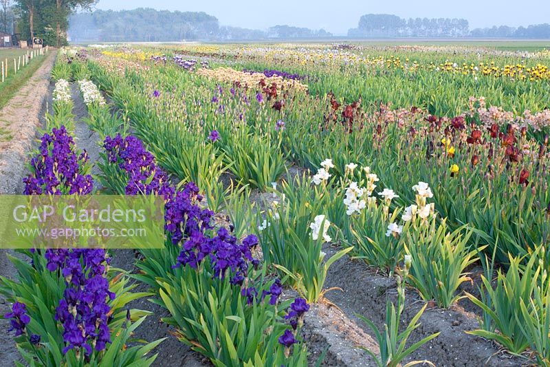 Field with irises, Iris barbata 