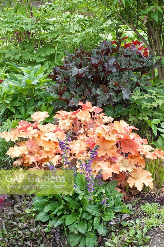 Shade bed with heuchera and show leaf 