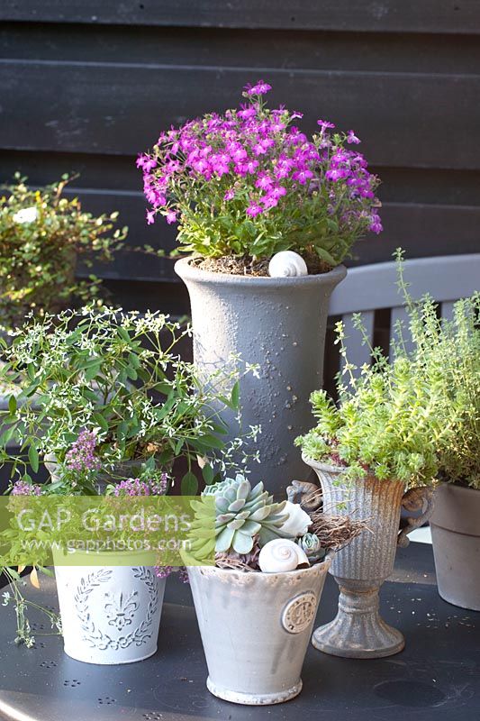 Pots with Lobelia, Echevaria and Euphorbia Diamond Frost 