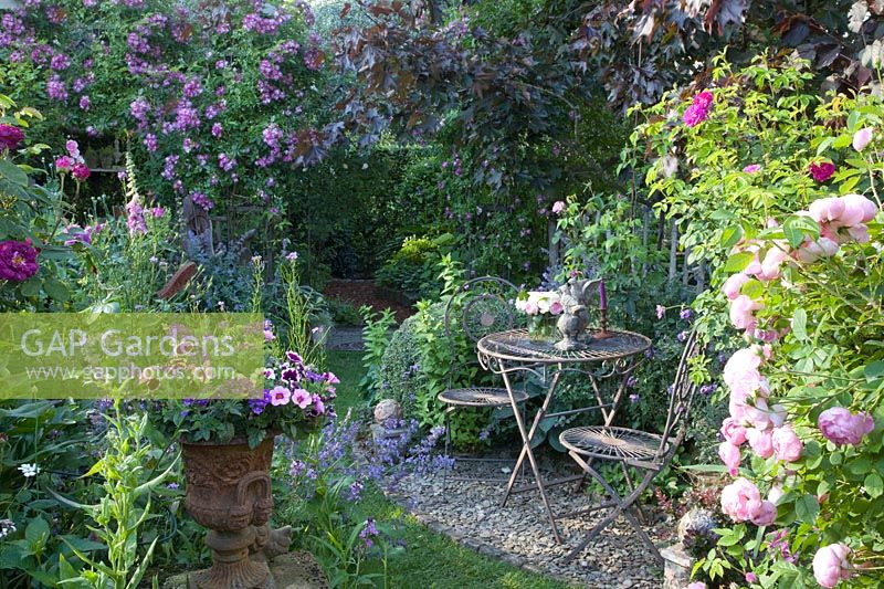 Seating in the rose garden, Rosa Raubritter, Rosa Veilchenblau 