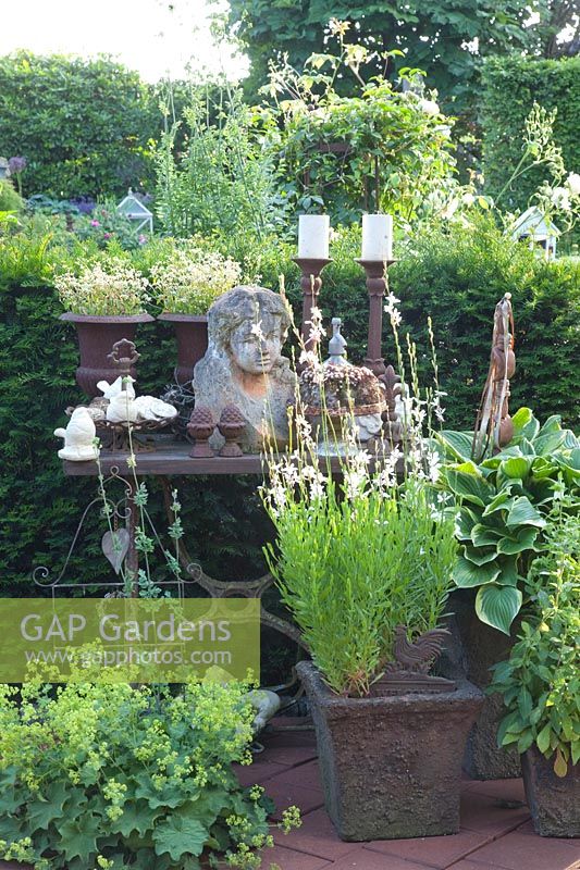 Garden decoration, Gaura lindheimeri 