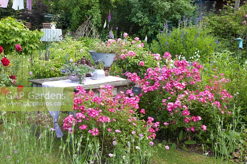 Shrub roses in the country house garden, Rosa Lupo, Rosa Deep Impression, Rosa Leonardo da Vinci 