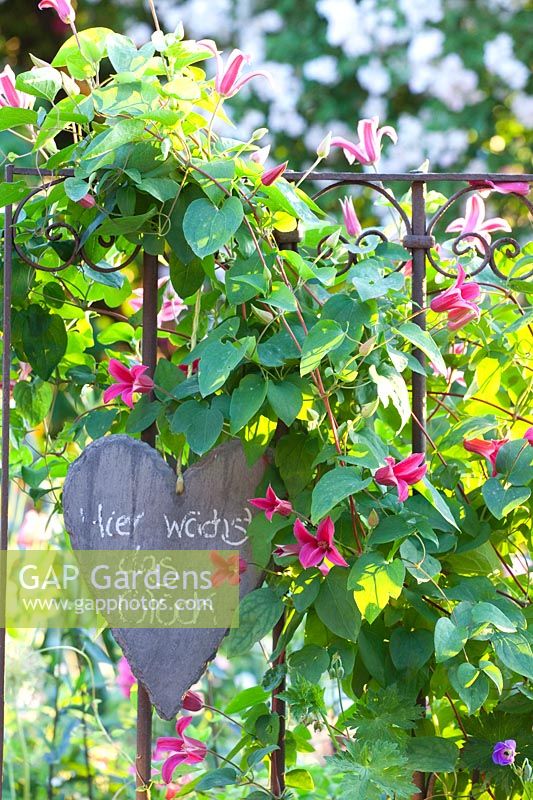 Metal trellis with clematis, Clematis texensis Princess Diana 