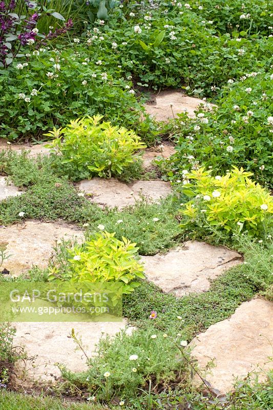Clover and herbs as ground cover in joints 