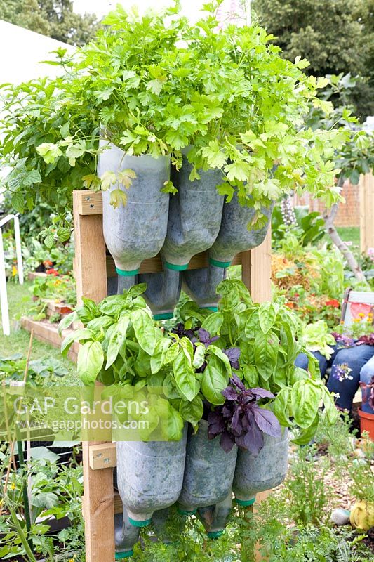 Herbs in recycled plastic bottles 