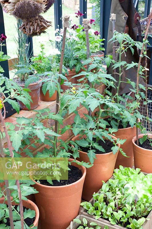 Tomatoes, young plants of lettuce and beetroot, Solanum lycopersicum, Lactuca sativa, Beta vulgaris 