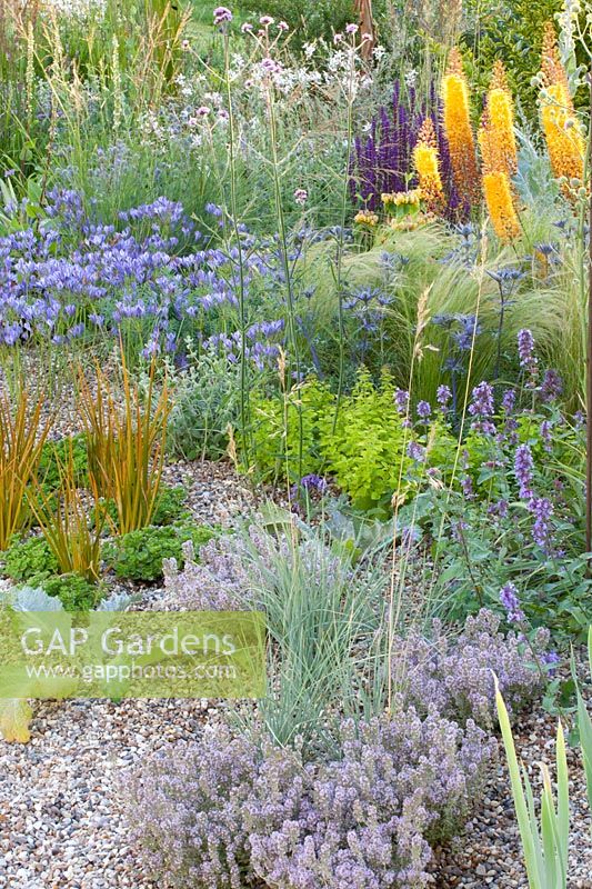 Gravel garden, Eremurus x isabellinus Pinokkio, Eryngium bourgatii Picos Amethyst, Nasella tenuissima, Triteleia laxa, Gaura lindheimeri, Thymus 