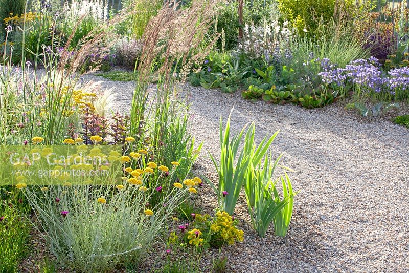 Gravel garden, Dianthus carthusianorum, Artemisia 