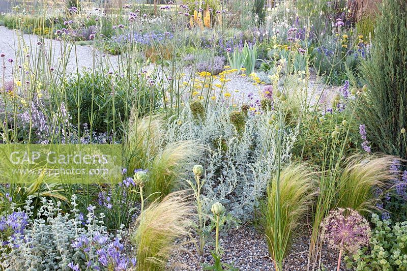 Gravel garden, Nasella tenuissima, Artemisia; Verbena bonariensis 