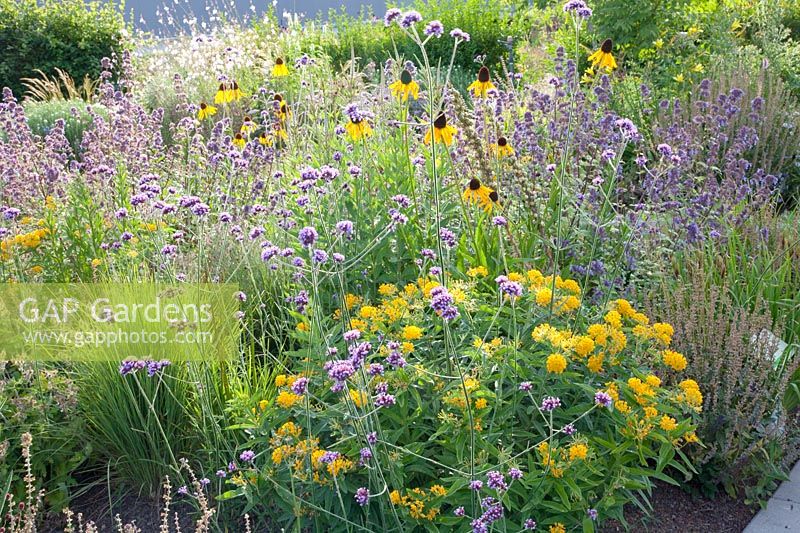 Echinacea paradoxa, Verbena bonariensis, Asclepias tuberosa 