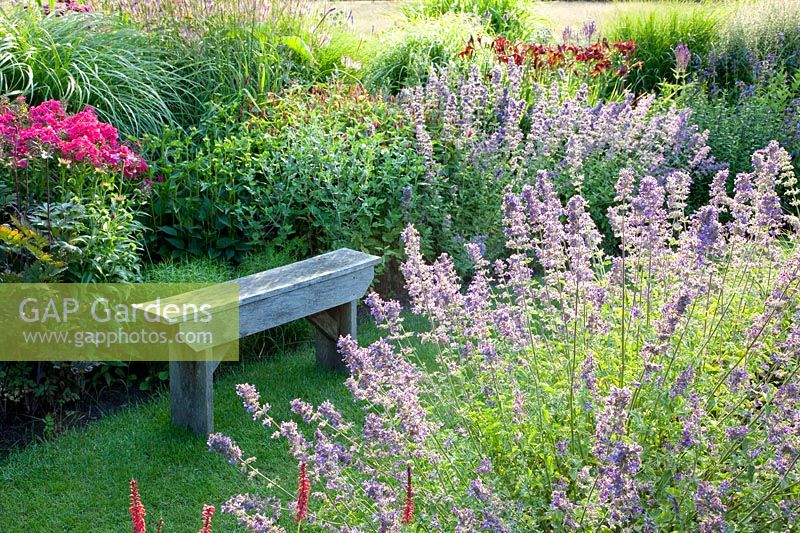 Seating area with catnip, Nepeta faassenii Walkers Low 