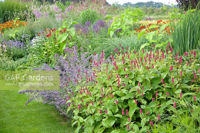 Bed with catnip and knotweed, Persicaria amplexicaulis, Nepeta faassenii Walkers Low 