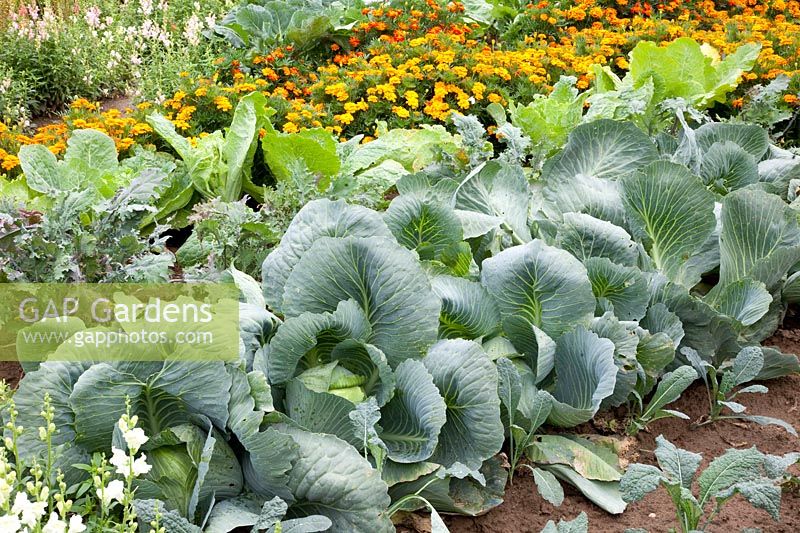Kitchen garden with savoy cabbage, cut cabbage and white cabbage 