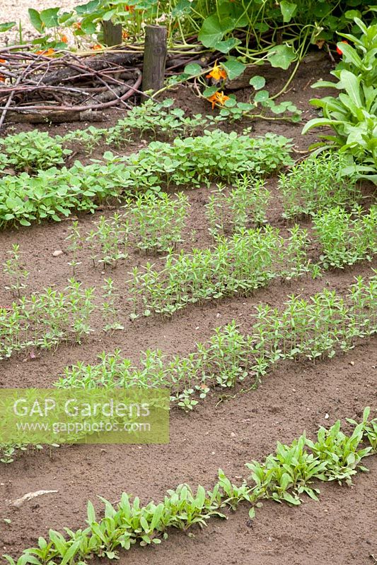 Seedlings of camelina and quinoa, Camelina sativa, Chenopodium quinoa 