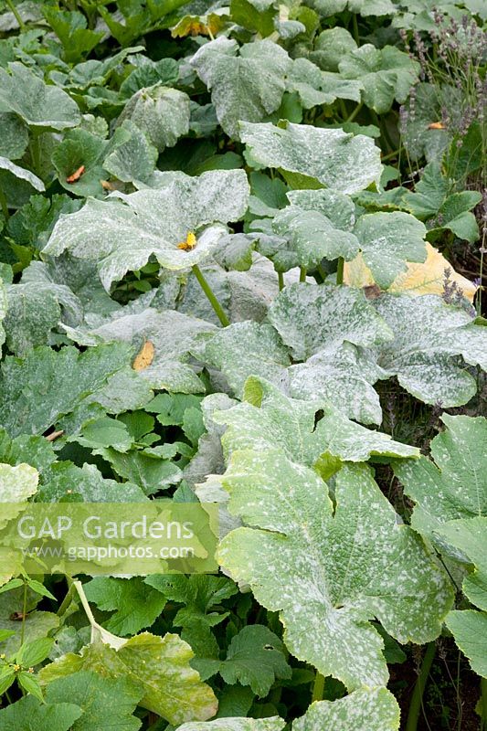 Powdery mildew on zucchini, Cucurbita pepo Long White Bush 