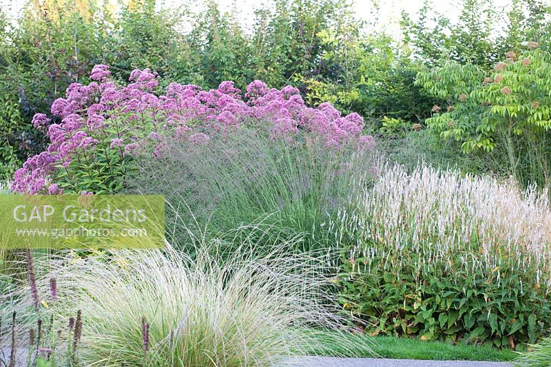 Bed with Hemp agrimony, Eupatorium maculatum Giant umbrella, Persicaria amplexicaulis Alba, Molinia litoralis Transparent 