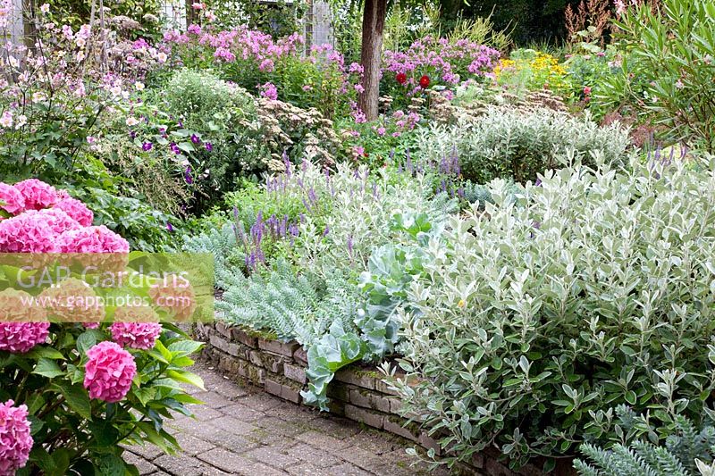 Mediterranean bed, Euphorbia myrsinites, Senecio Sunshine, Crambe maritima 