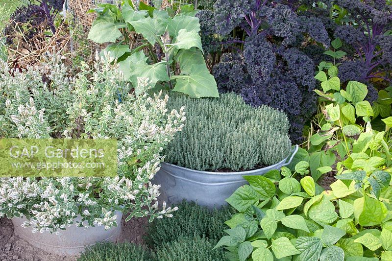 Thyme and mint in zinc tubs, Thymus vulgaris Faustini, Mentha 