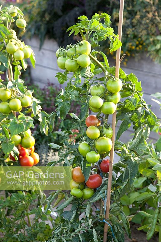 Tomatoes in the vegetable garden, Solanum lycopersicum Philona F1 