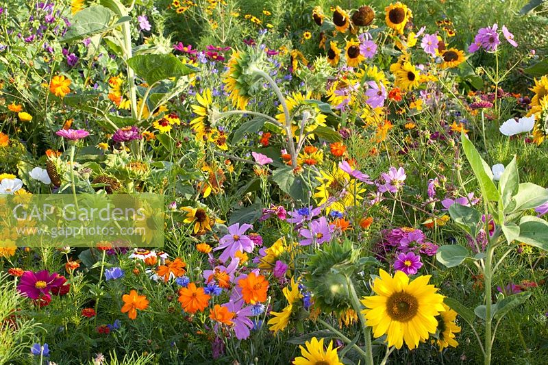 Annual summer flowers, Cosmos sulphureus, Cosmos bipinnatus, Helianthus annuus 