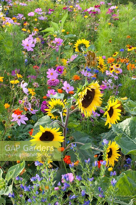 Annual summer flowers, Cosmos sulphureus, Cosmos bipinnatus, Helianthus annuus 