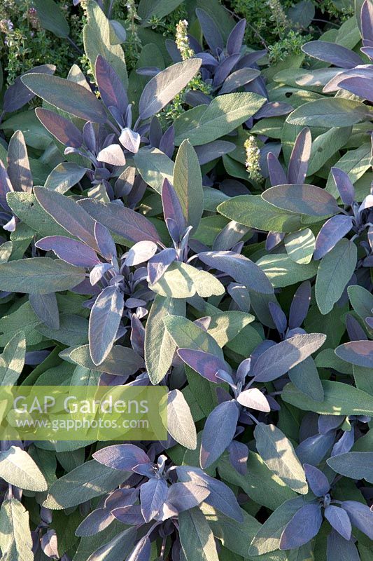 Sage, Salvia officinalis Purpurascens 