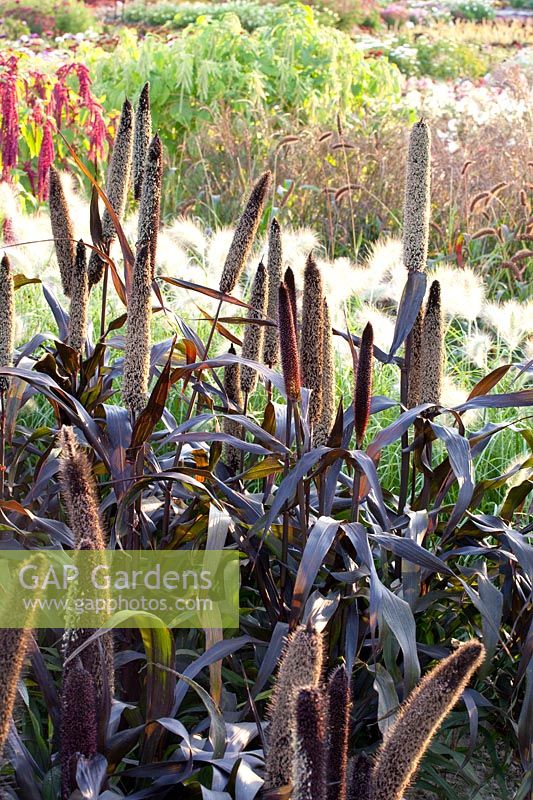 Pearl millet, Pennisetum glaucum Purple Baron 